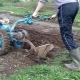 Motoblock MTZ-12: charakterystyka i cechy działania