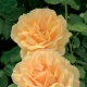 Czym różni się floribunda od hybrydowej róży herbacianej?