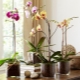 Czym są doniczki do orchidei i jak wybrać najlepszą?