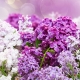 Reproduction du lilas: méthodes populaires