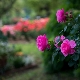Róże: rodzaje, zasady sadzenia i pielęgnacji