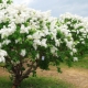 Liliowy amur: odmiany i zasady opieki