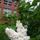Lilac Madame Lemoine: opis odmiany, cechy sadzenia i pielęgnacji