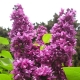 Lilac Dream: opis i uprawa