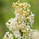 Lilac Primrose: opis, sadzenie i pielęgnacja