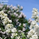 Lilac Rochester: cechy, opis i uprawa