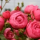 Odmiany i uprawa róż floribunda