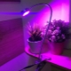 Lampy LED do roślin: odmiany i wskazówki dotyczące wyboru
