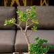 Wybór doniczki na bonsai