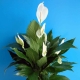 Wybór doniczki na spathiphyllum