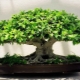 Bonsai z ficus Benjamin: cechy i zasady opieki