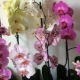 Czym różni się orchidea od phalaenopsis?