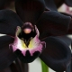 Czarna orchidea: opis, rodzaje i uprawa