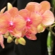 Co się stanie, jeśli orchidea Phalaenopsis nie kwitnie w domu?
