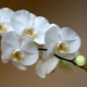 Co się stanie, jeśli wszystkie liście orchidei odpadną?