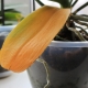 Co się stanie, jeśli liście orchidei zmienią kolor na żółty?
