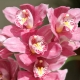 Cymbidium: opis, pielęgnacja i reprodukcja
