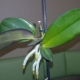 Dziecko orchidei: co to jest i jak je sadzić w domu?