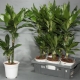 Dracaena Janet Craig: opis i opieka