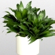 Dracaena compact: opis i pielęgnacja