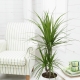 Dracaena marginata: opis i opieka
