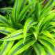 Dracaena: cechy i pochodzenie, sadzenie i pielęgnacja