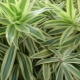 Dracaena nieugięta: cechy i pielęgnacja