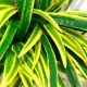 Dracaena Sander: cechy i subtelności opieki