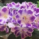 Violet DS-Raisin: cechy odmiany i uprawy