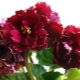 Violet LE Magenta: opis i technologia rolnicza