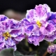 Violet LE-Rozmaryn: opis i uprawa odmiany