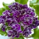 Violet LE-Chateau Brion: charakterystyka i zasady opieki