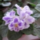 Violet Summer Twilight: opis odmiany i uprawa