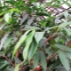 Ficus binnendijka: funkcje i wskazówki dotyczące pielęgnacji