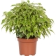 Ficus Kinki: cechy i pielęgnacja