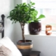 Ficus Moklame: cechy, sadzenie i pielęgnacja