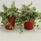 Ficus pumila: opis i zasady opieki