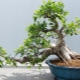 Ficus „Retuza”: opis i opieka