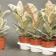 Ficus tineke: cechy i pielęgnacja