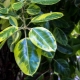 Ficus robusta: cechy, wskazówki dotyczące wyboru i pielęgnacji