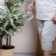 Jak podlewać draceny w domu?