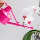 Jak podlewać orchideę Phalaenopsis?