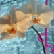 Jak podlewać orchideę zimą?