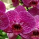 Jak posadzić orchideę?
