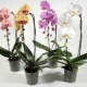 Jak uratować orchideę, jeśli korzenie są suche, a liście żółkną?