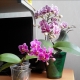 Jak rozmnażać storczyk Phalaenopsis w domu?