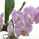 Jak wyhodować orchideę z nasion?