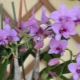 Storczyk Dendrobium phalaenopsis: opis, rozmnażanie i pielęgnacja