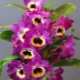 Storczyk Dendrobium nobile: opis i cechy uprawy