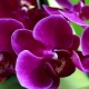 Storczyk Phalaenopsis: cechy i pielęgnacja w domu